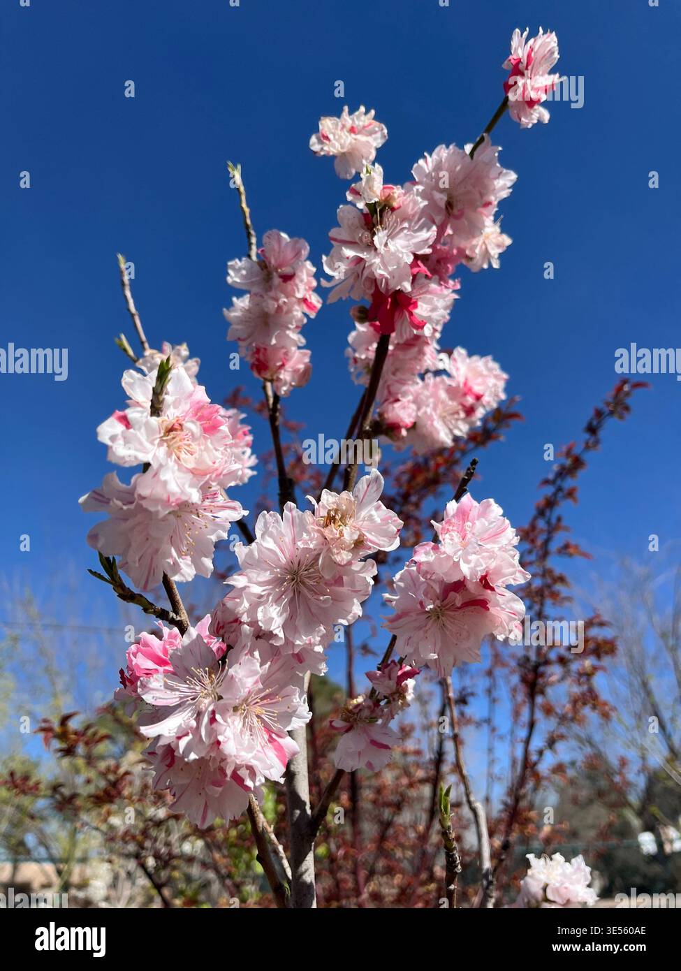 Peppermint peach tree blossoms blooming in a tree nursery - Smartphone Captured Stock Image