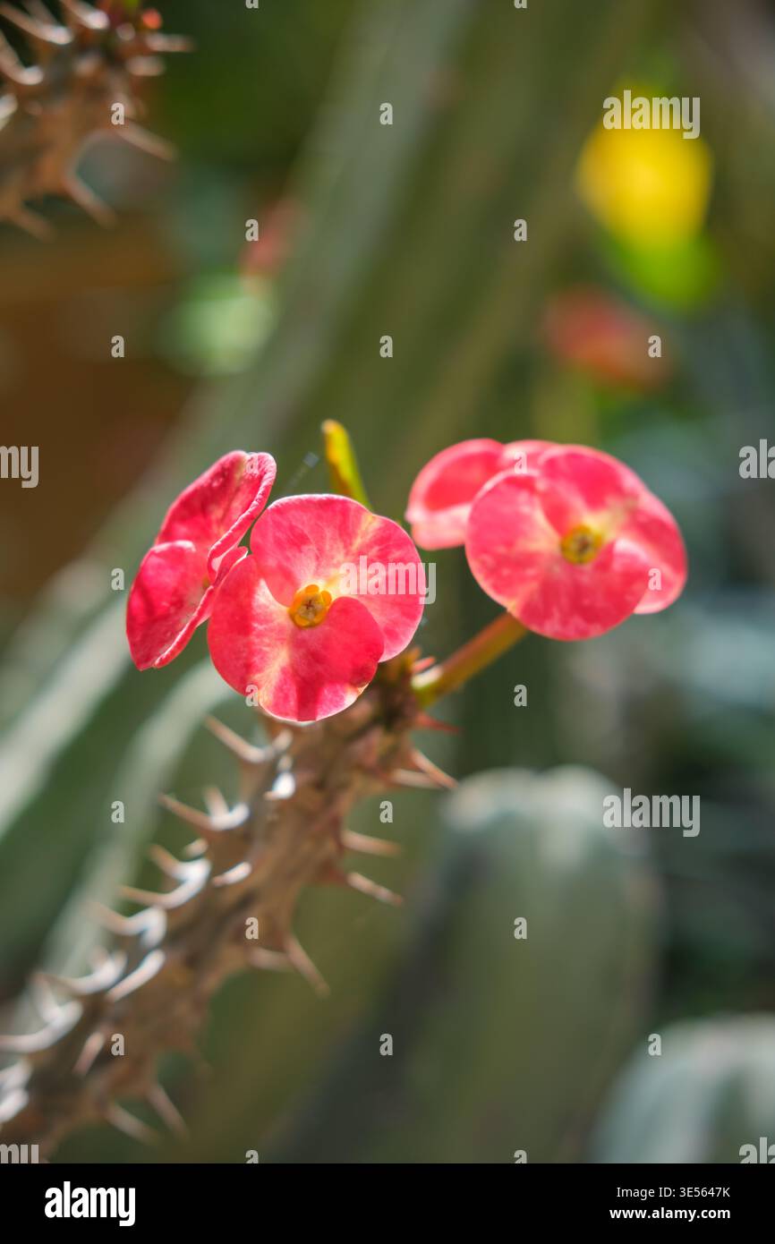 Euphorbia succulent plant hi-res stock photography and images - Alamy