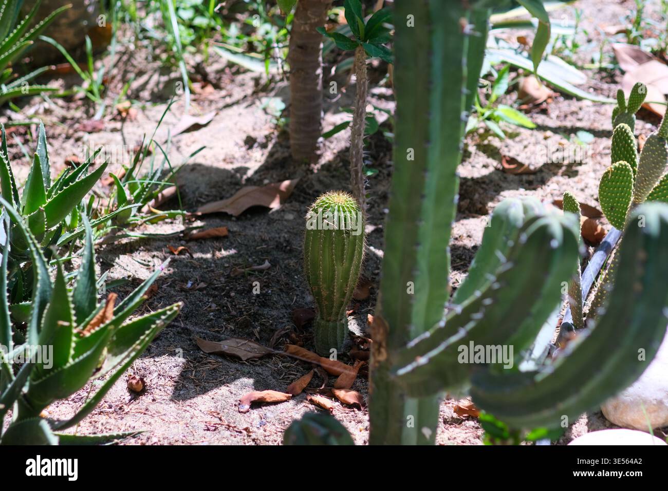 Cactus desert egypt hi-res stock photography and images - Alamy