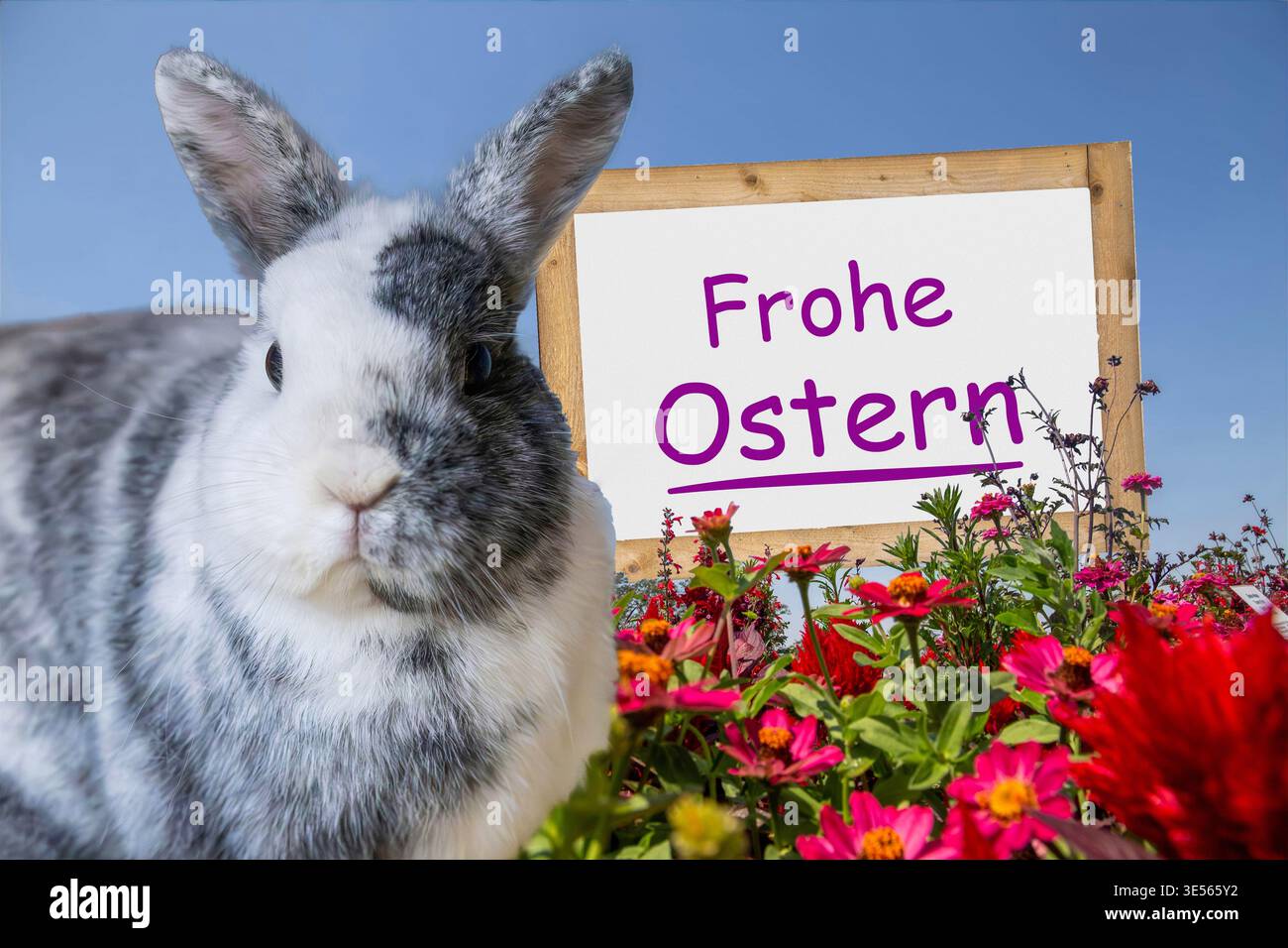 (Photo montage) A rabbit silhouetted against flowers, with a sign in ...