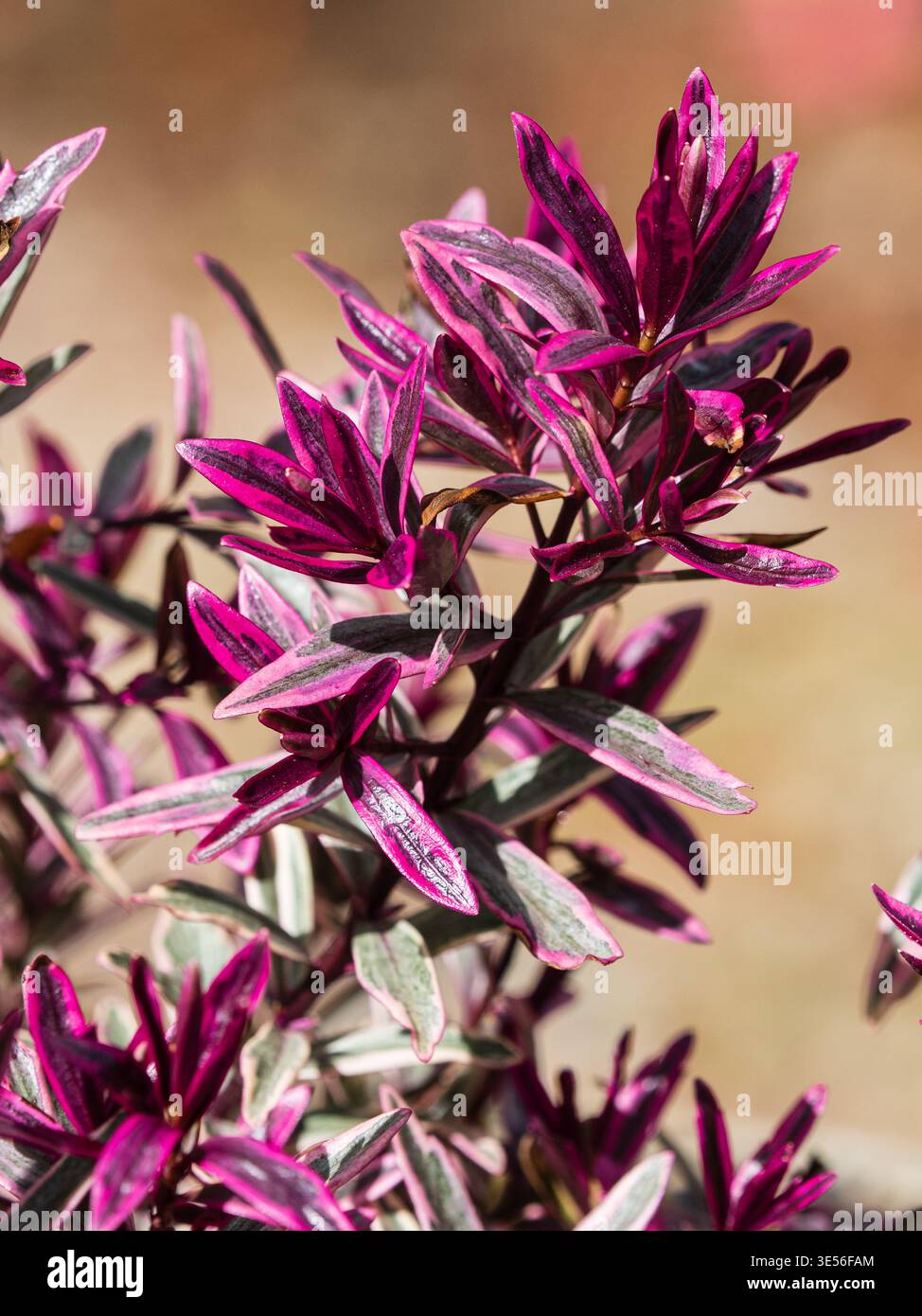 Hebe variegated hi-res stock photography and images - Alamy