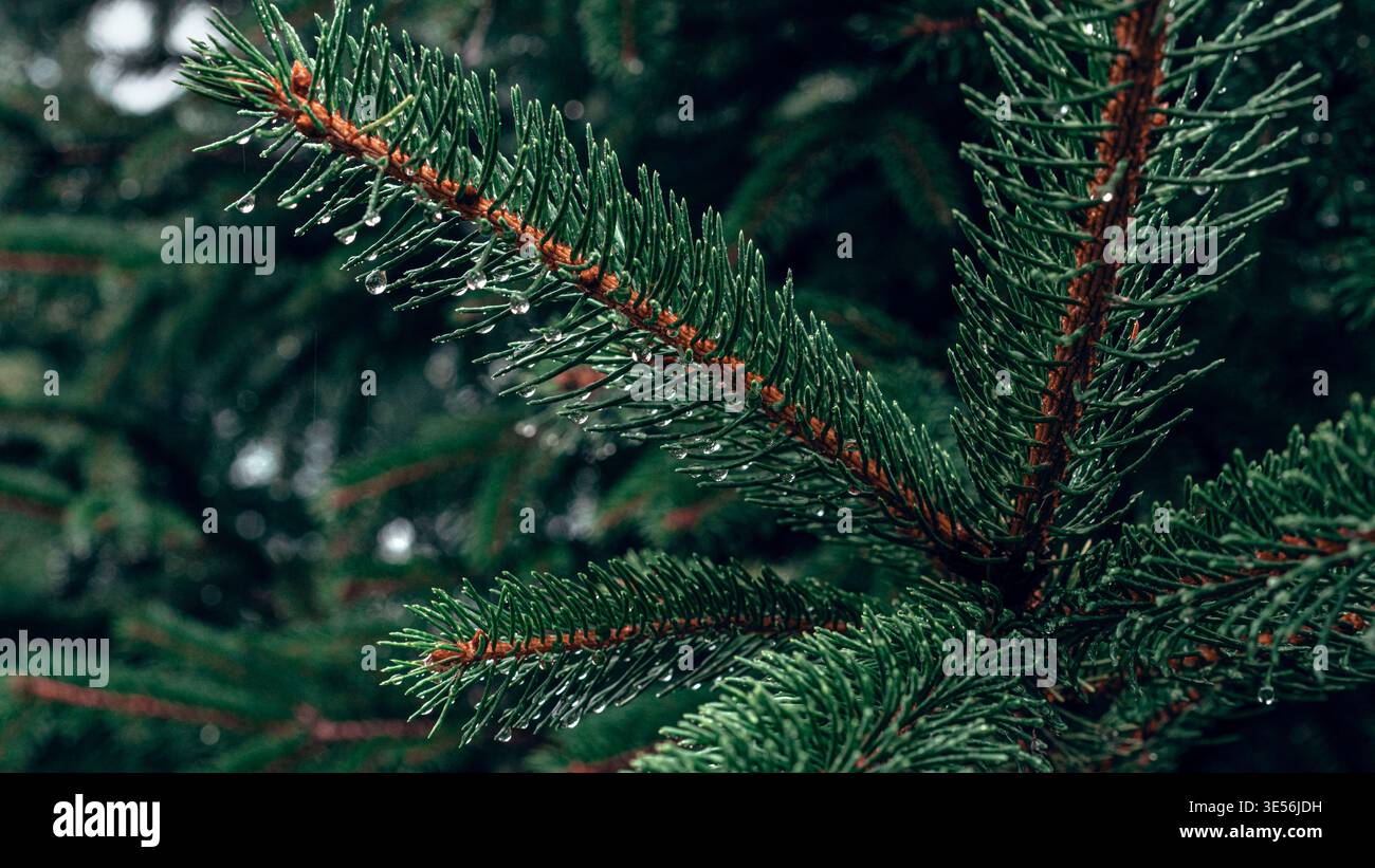 Rain Drops on Evergreen Pine Branch Stock Photo
