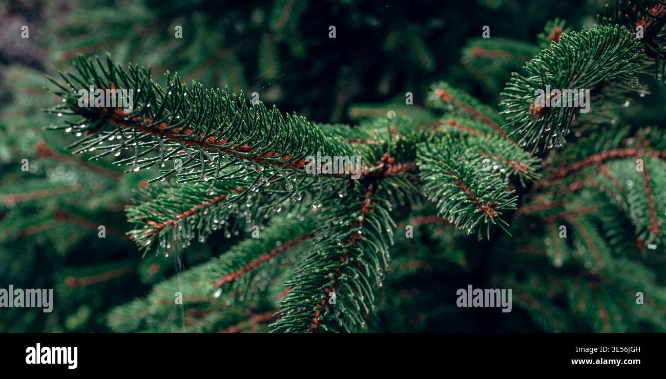 Rain Drops on Evergreen Pine Branch Stock Photo