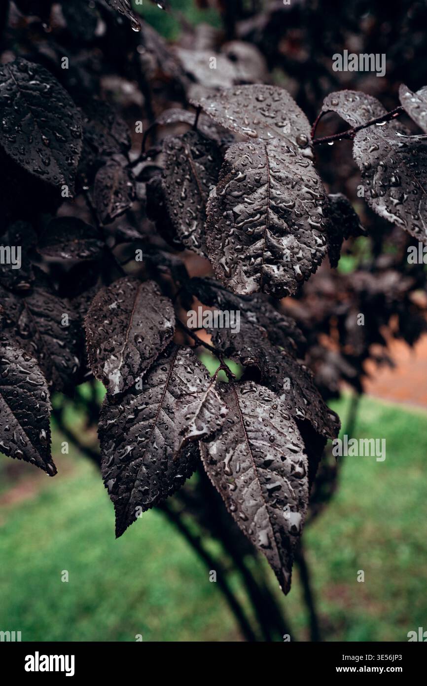 Rain Drops on Dark Leaves Close Up Stock Photo