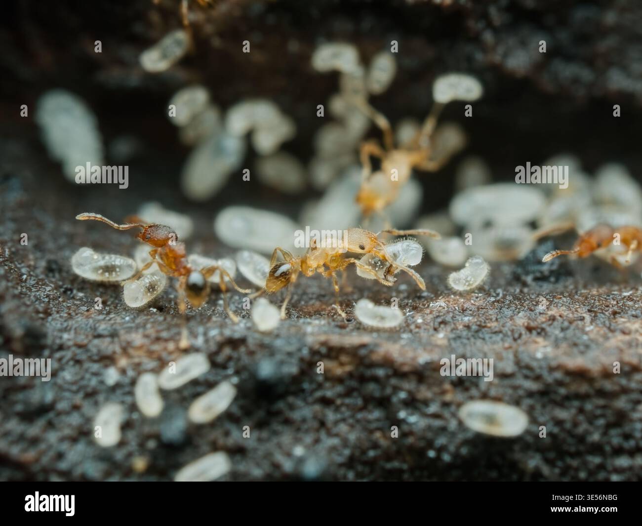 Temnothorax ant colony carrying egg larvae on the ground Stock Photo