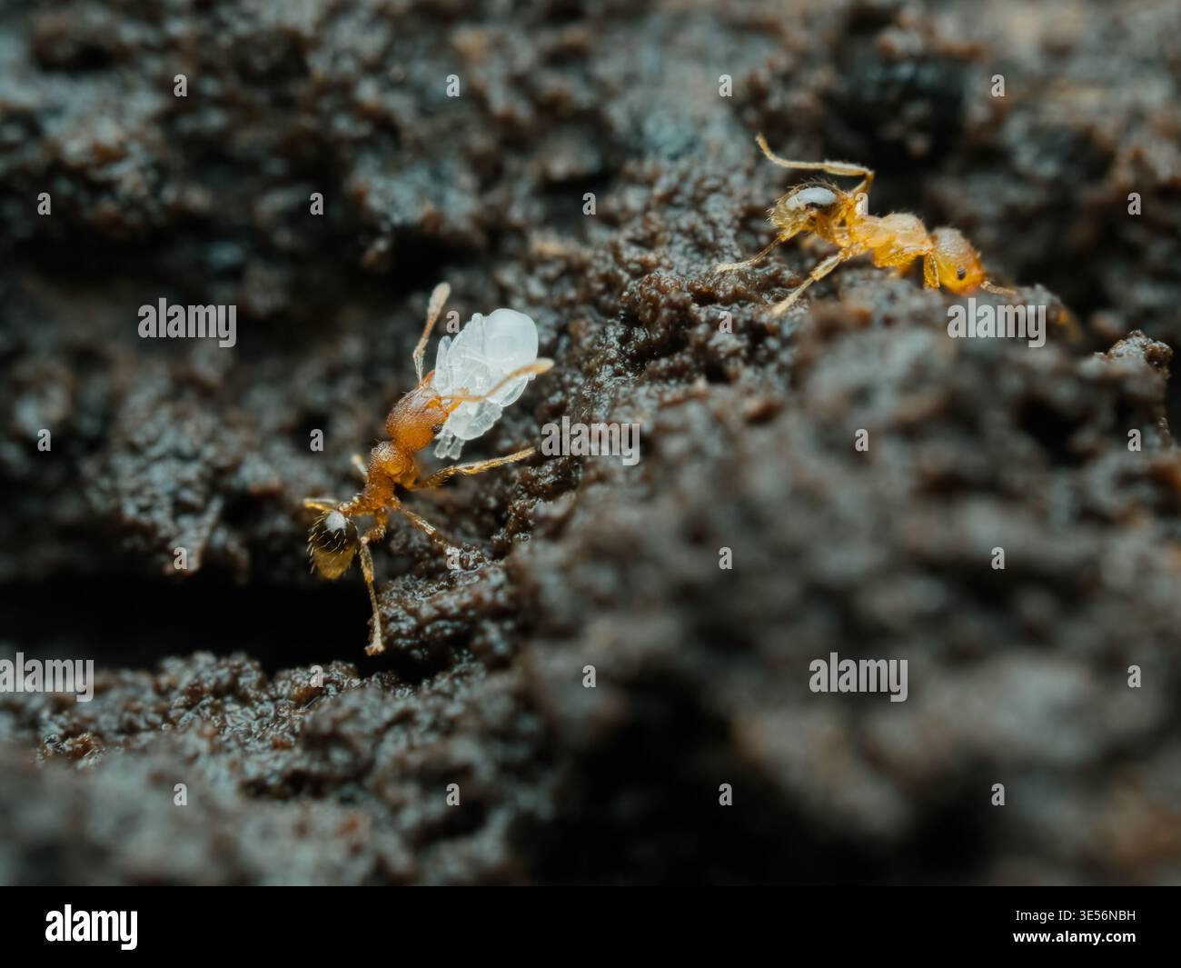 Temnothorax ant carrying egg larvae on the ground Stock Photo