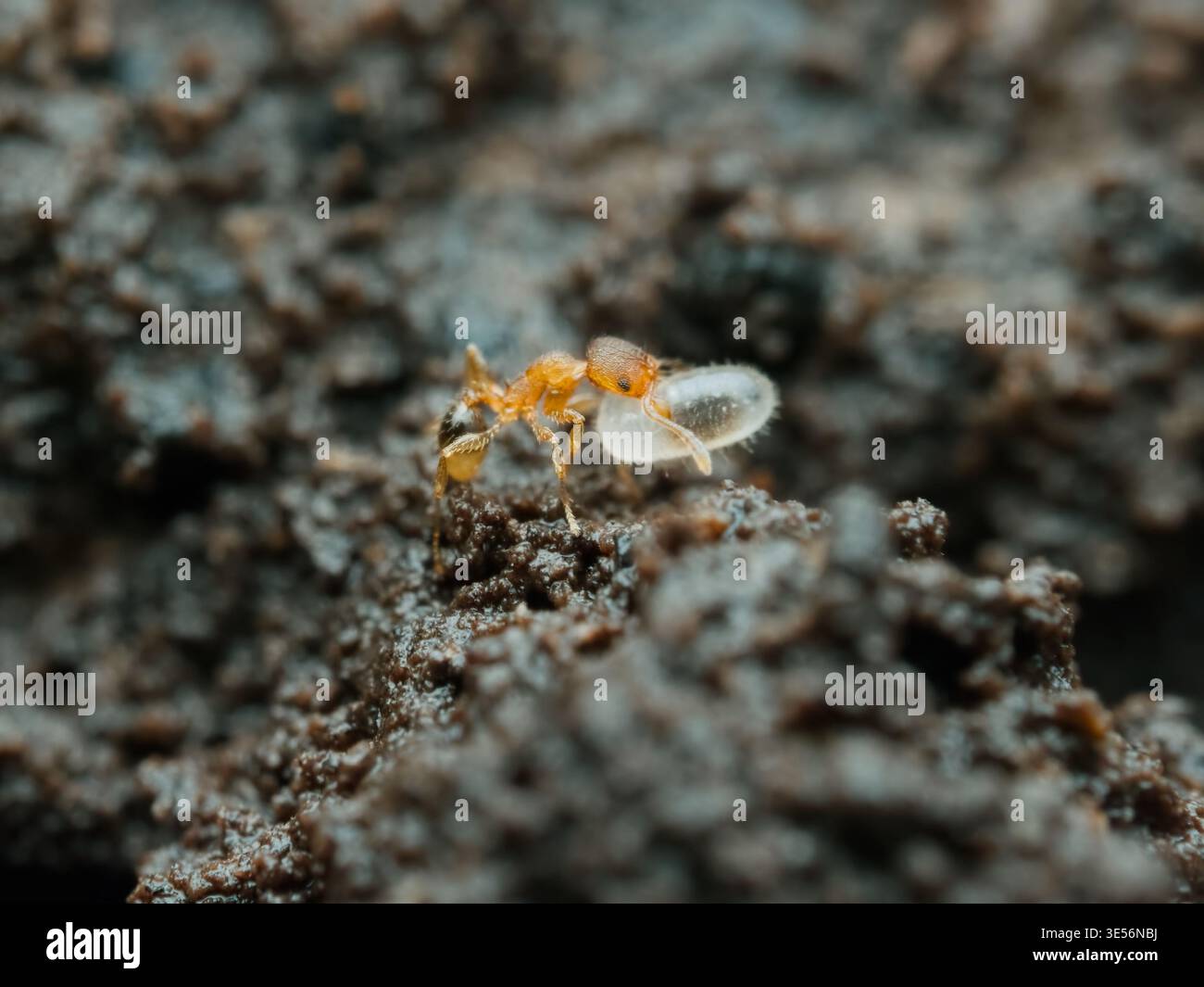 Temnothorax ant carrying egg larvae on the ground Stock Photo