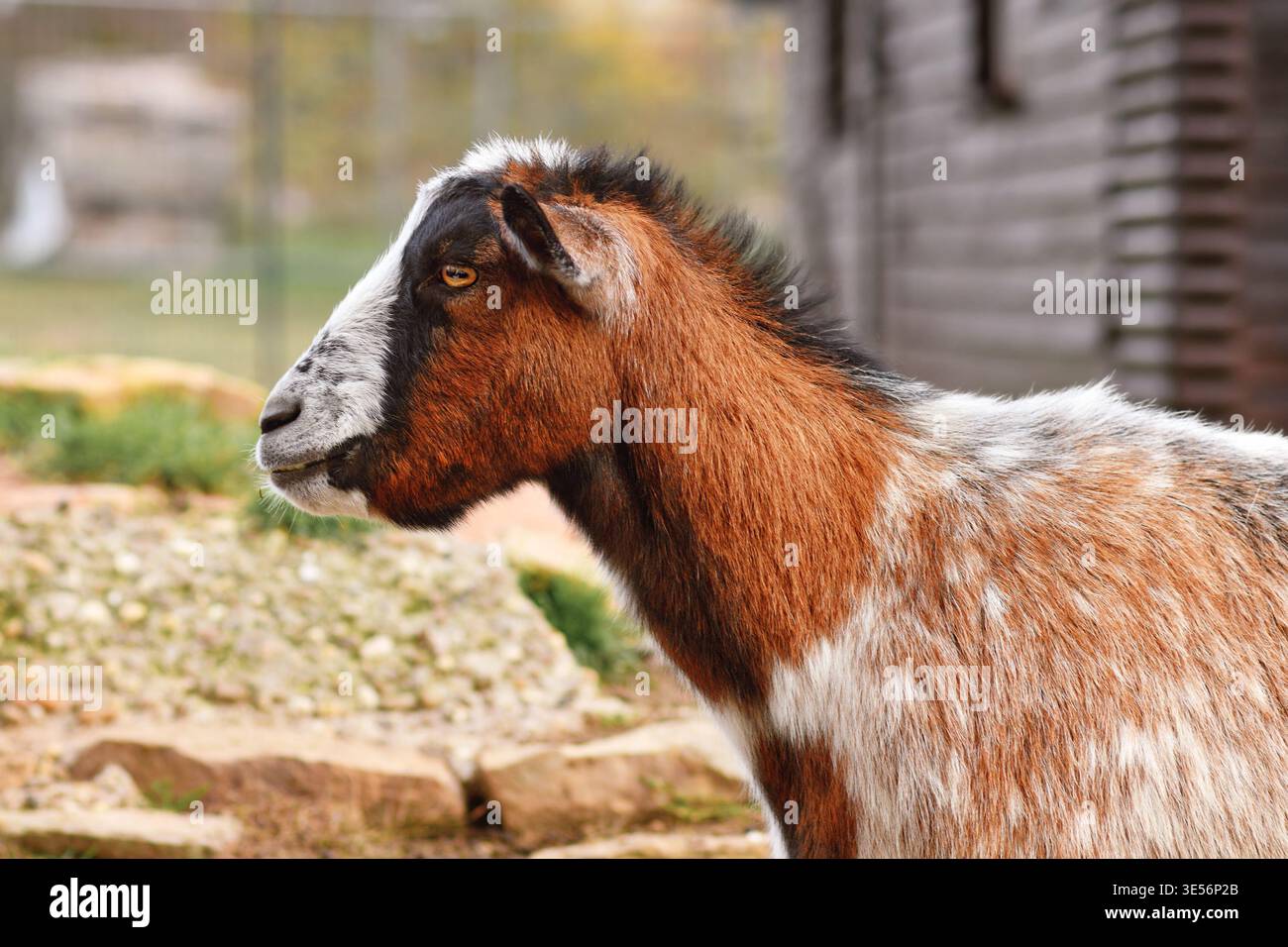 Small brown and white domestic goat Stock Photo