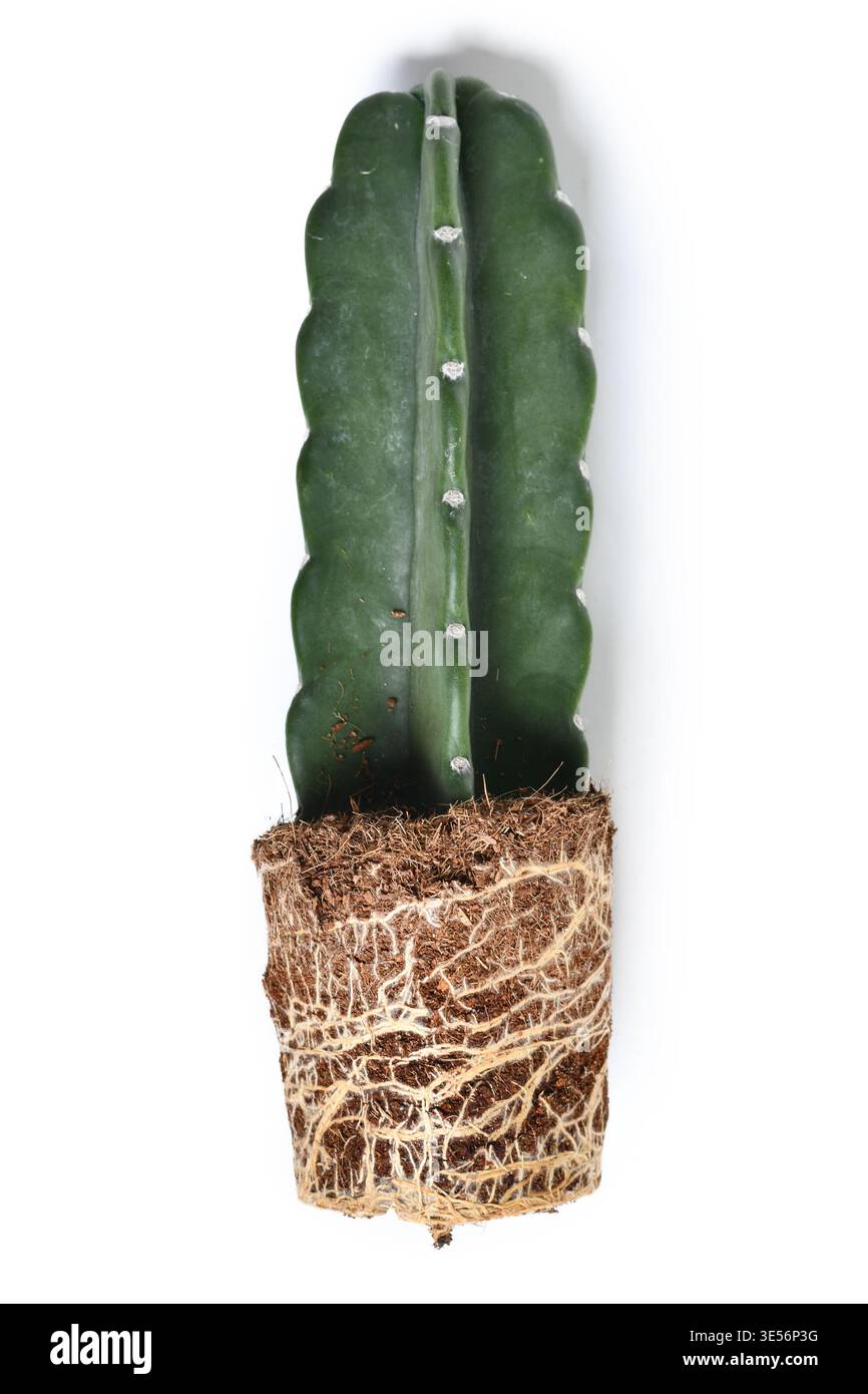 cactus.lu online shop White Cactus