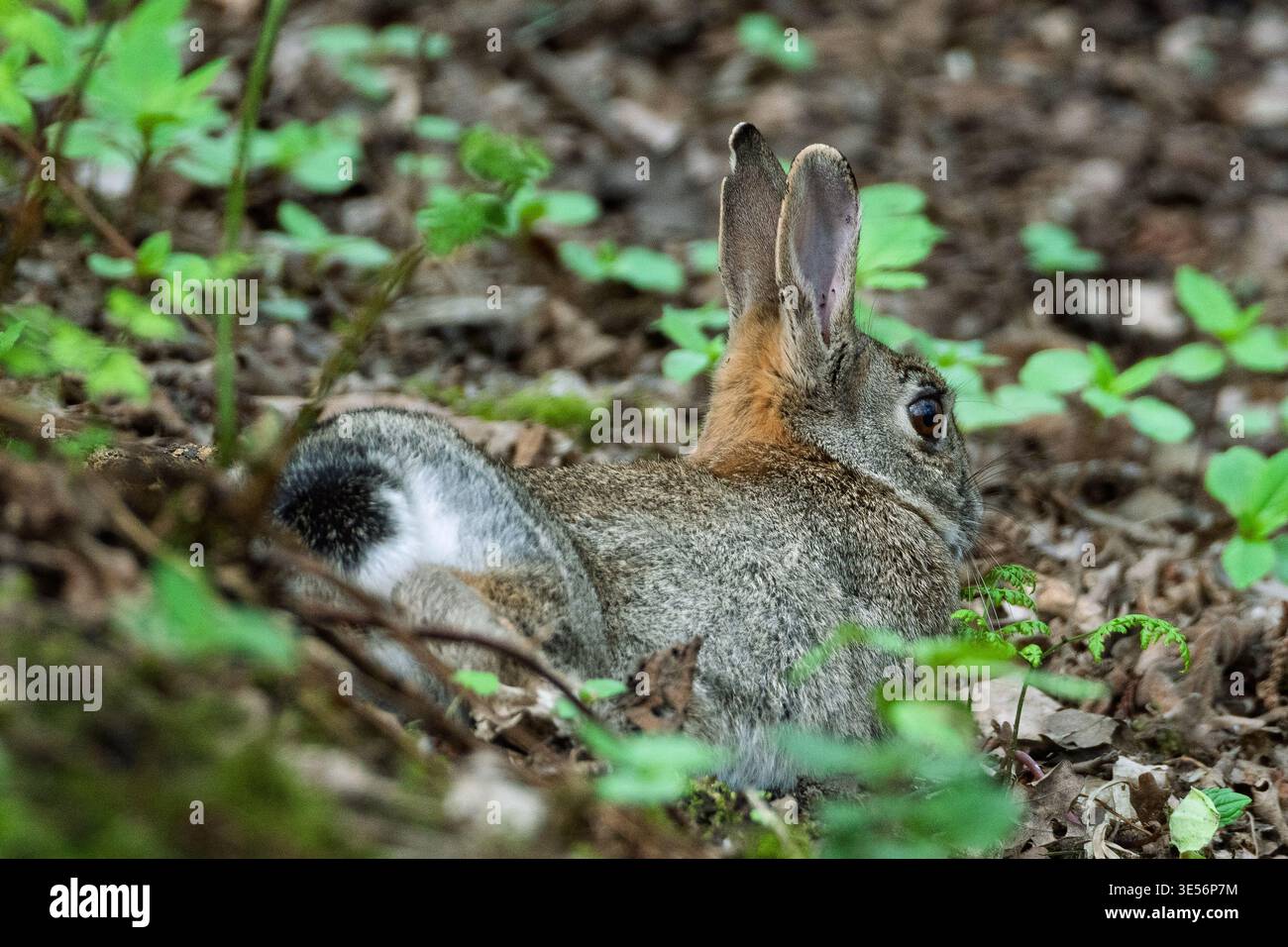 Softly blending into the forest floor, a common rabbit rests among leafy greens and twigs. Nature surrounds it, offering a cozy retreat during the tra Stock Photo