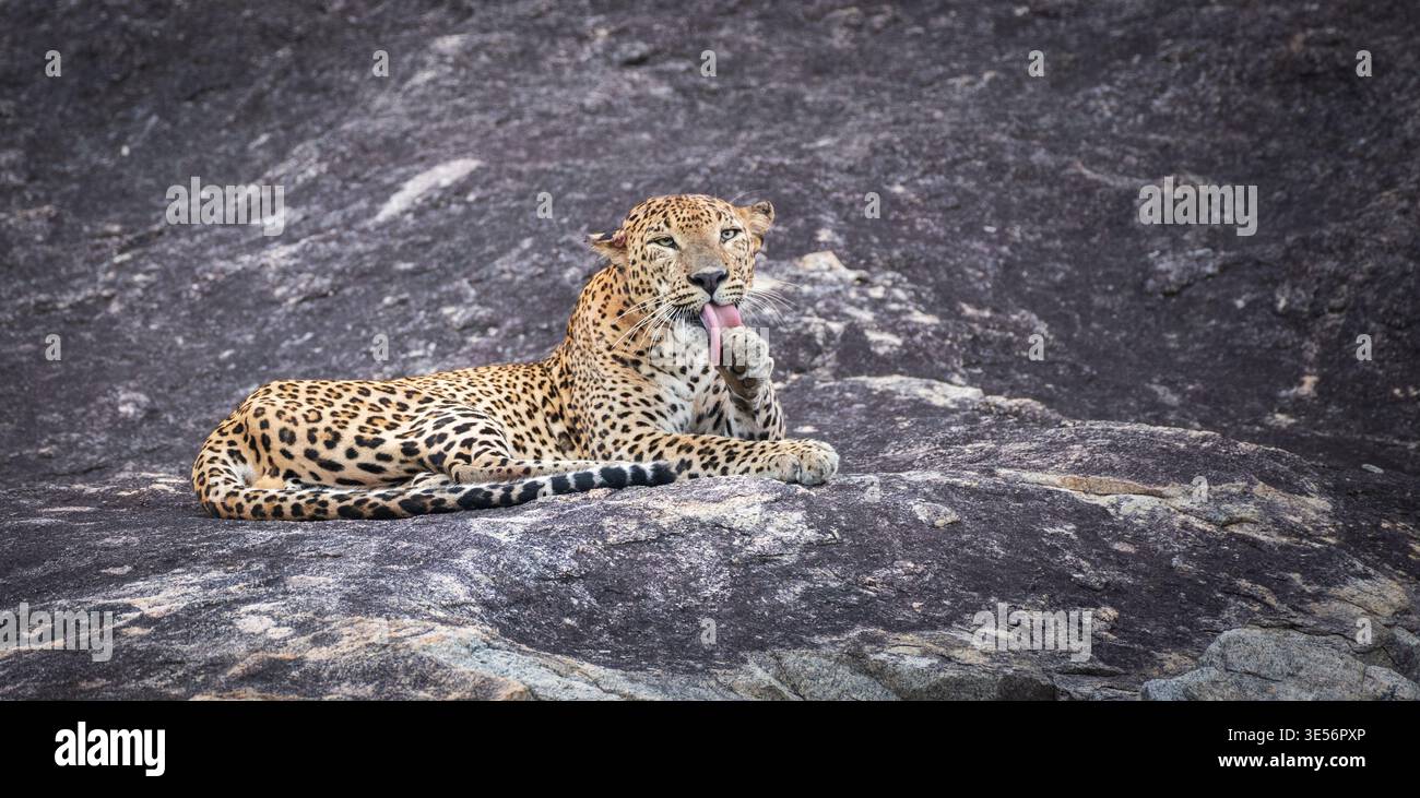 A leopard is lying on a rock while licking its back leg at Yala ...