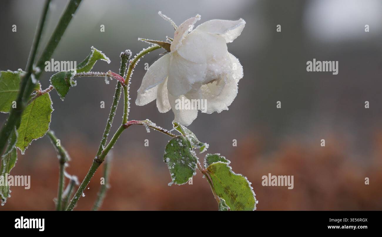 Eisige Ansichten Stock Photo