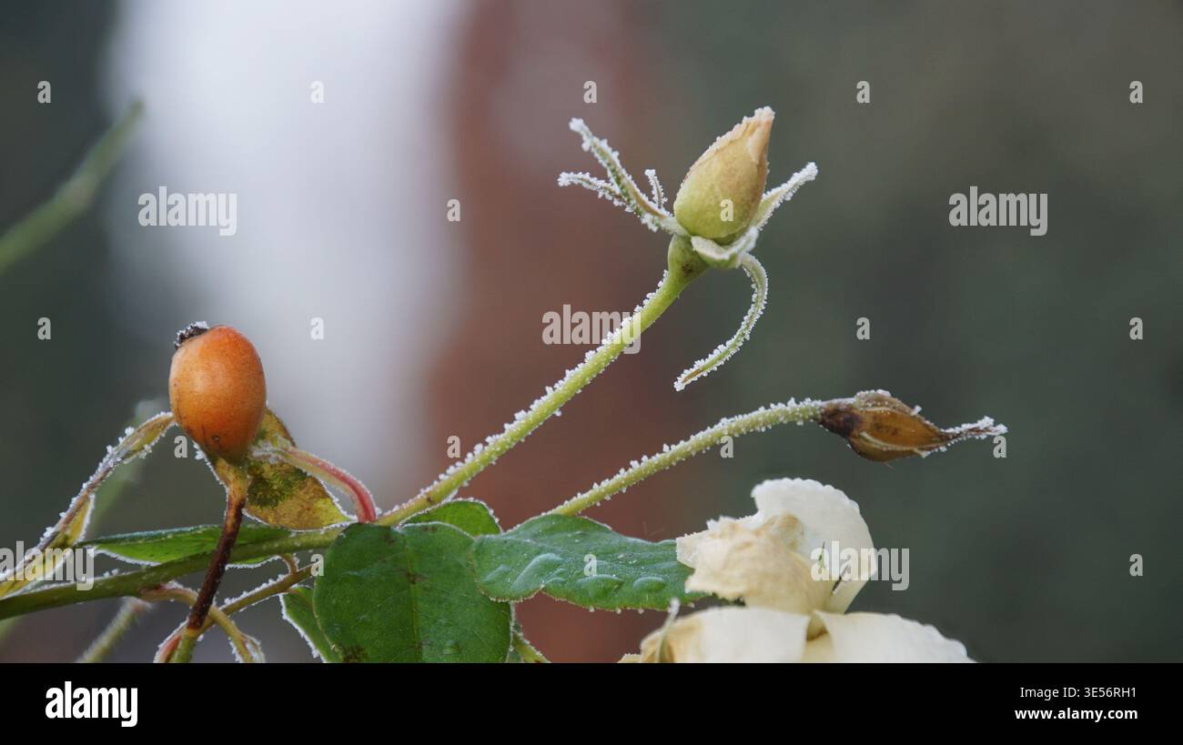 Eisige Ansichten Stock Photo