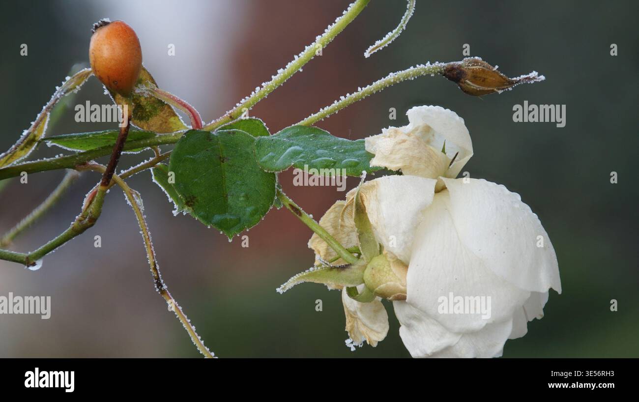 Eisige Ansichten Stock Photo