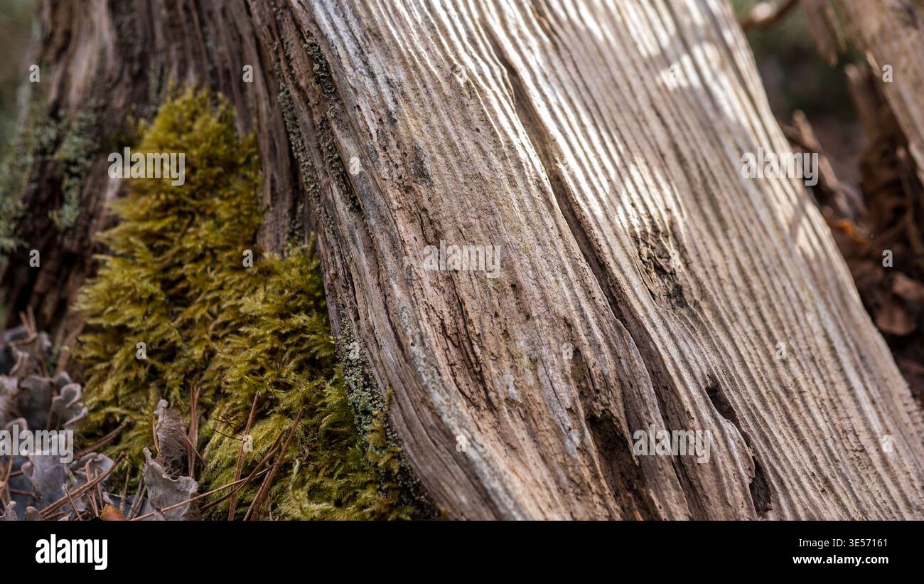 Weathered Dead Pine Wood Grain with Green Moss — Fallen Log Macro Texture in Forest Stock Photo