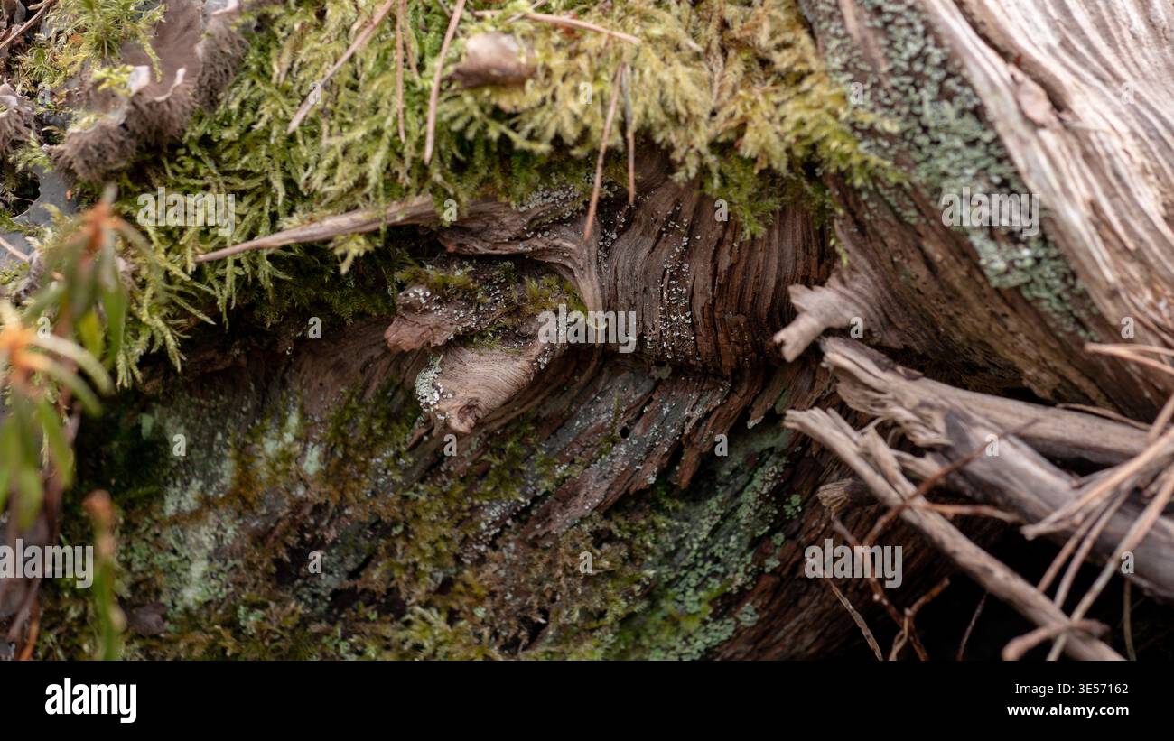 Weathered Dead Pine Wood Grain with Green Moss — Fallen Log Macro Texture in Forest Stock Photo