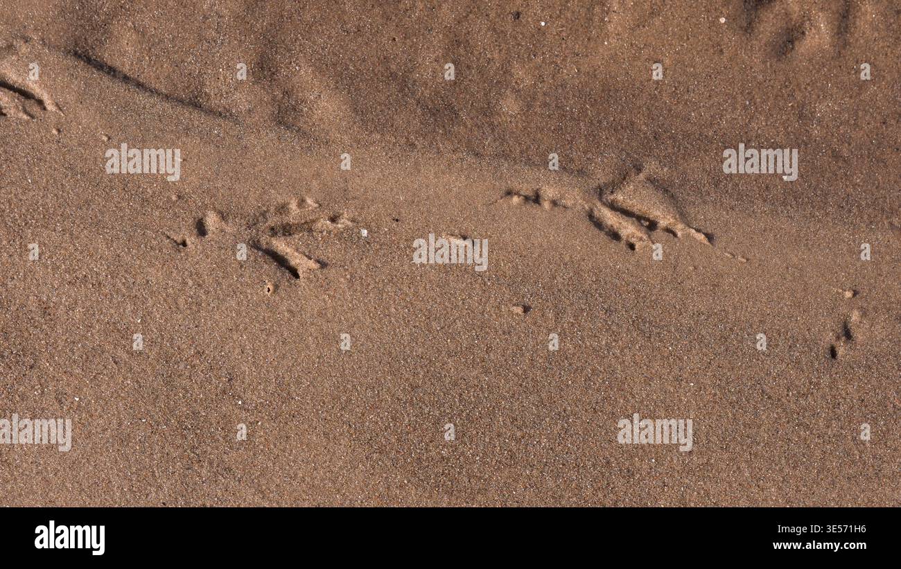 Bird Footprints on Wet Sand Beach — Animal Tracks Macro Nature Background Stock Photo
