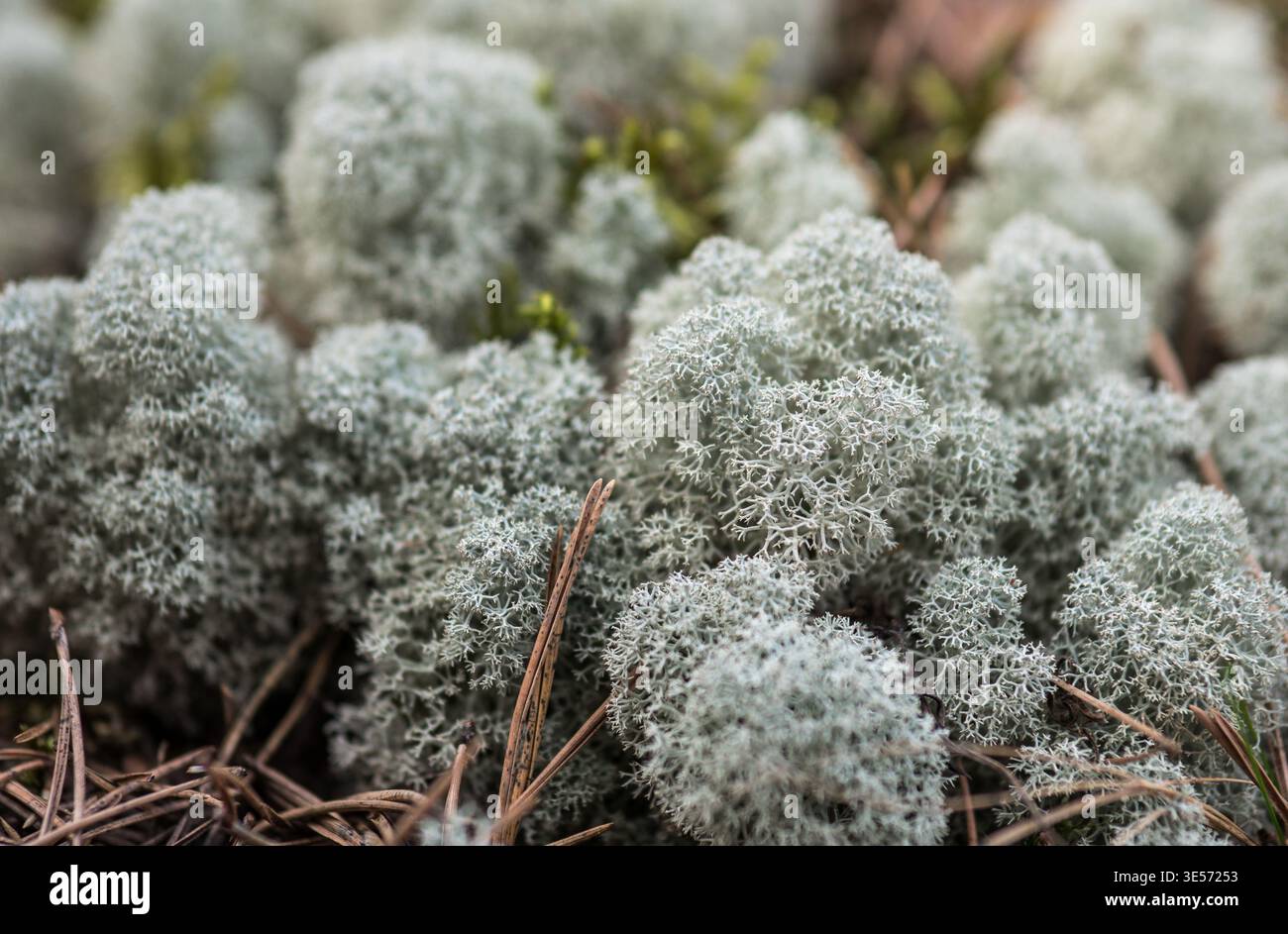 Reindeer lichen Cladonia rangiferina moss macro close up in forest natural background Stock Photo