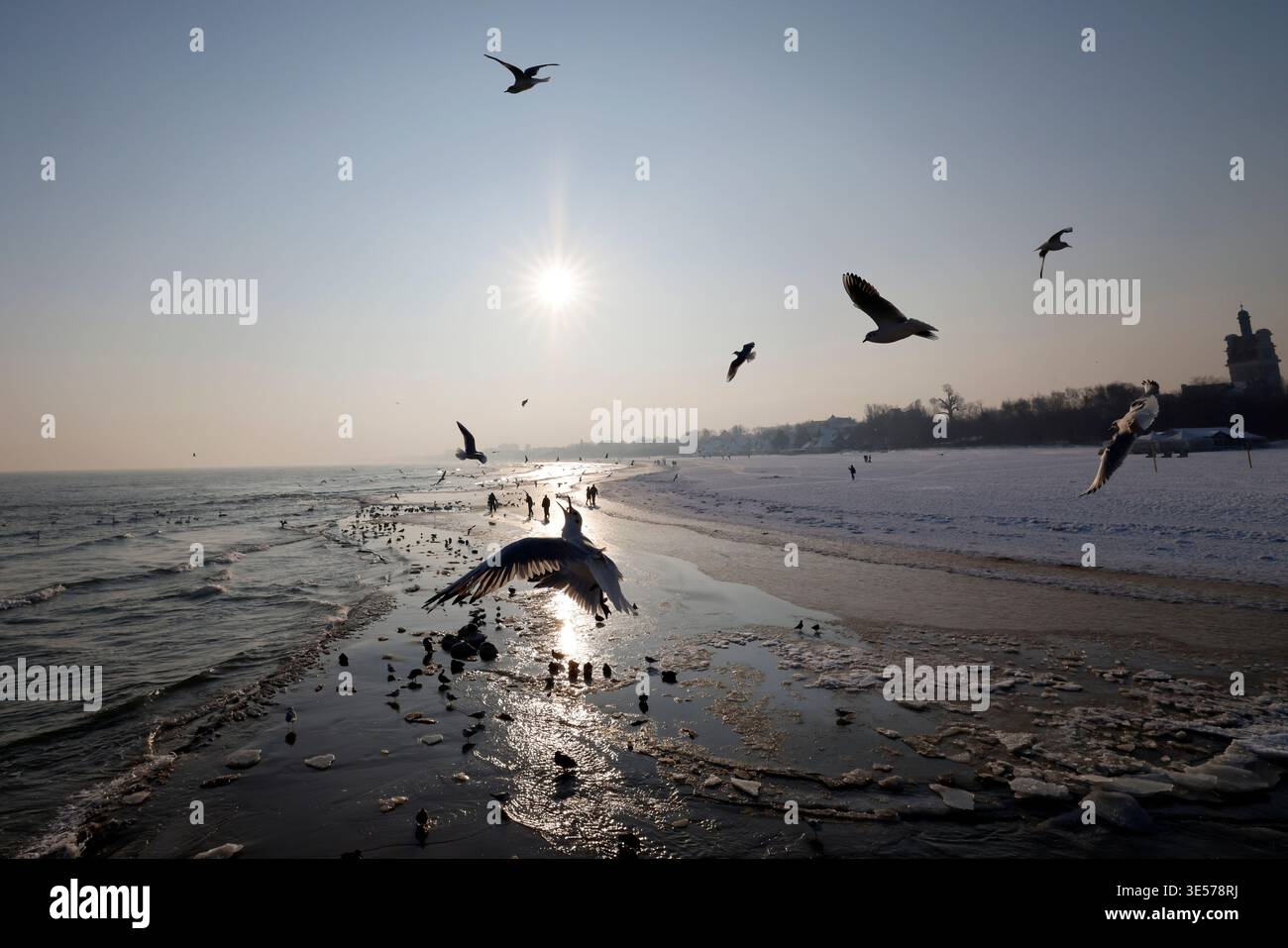 Seagull glides gracefully over crashing ocean waves in Polish Baltic Sea during dynamic winter coastal flight. Baltic Sea.  Sopot. Poland. Stock Photo