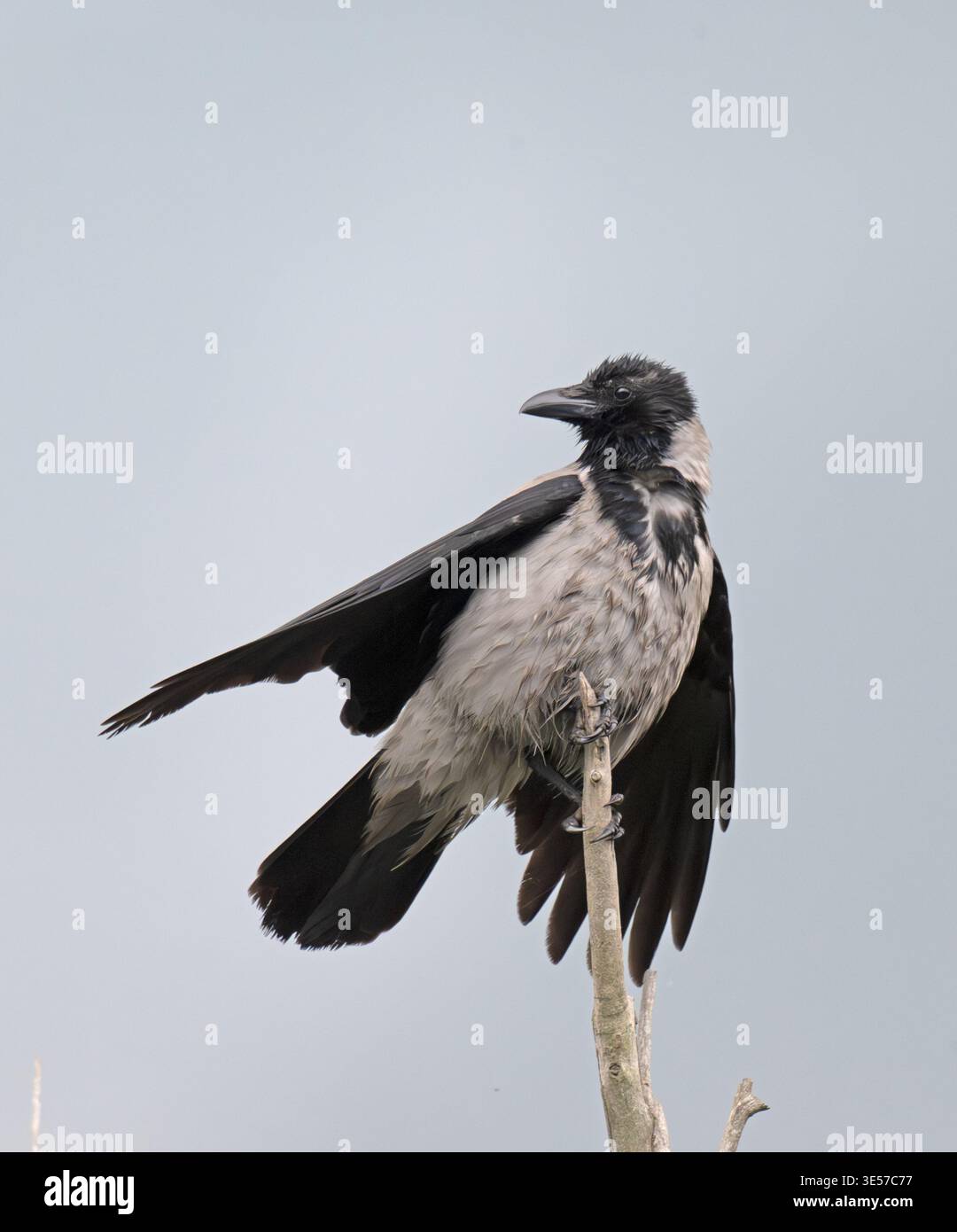 Hooded crow Corvus cornix Danube Delta Romania Stock Photo