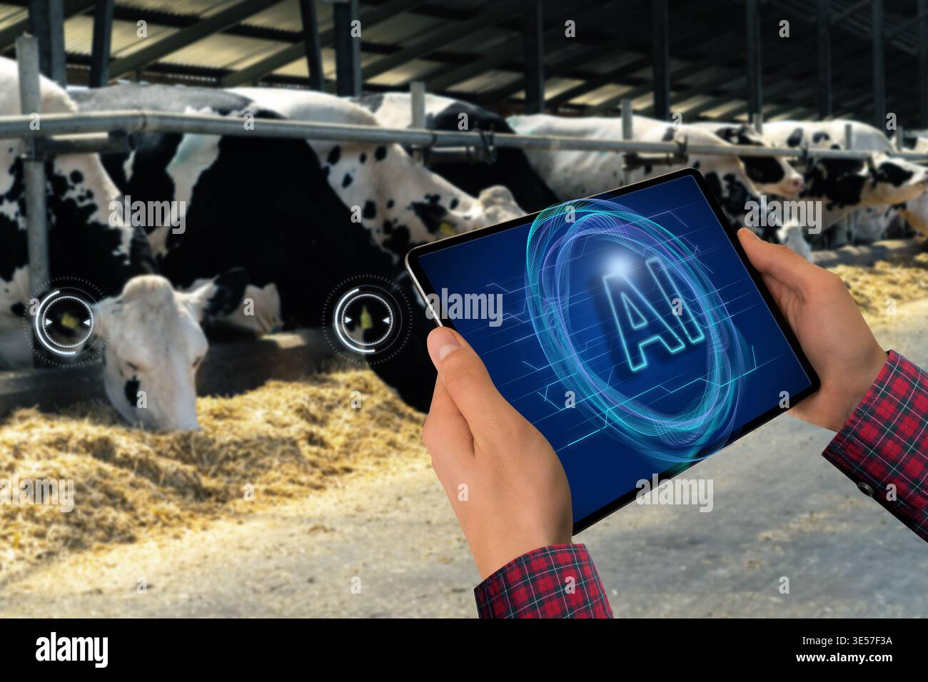 Using Artificial Intelligence for data analysing and herd management. Smart farming concept. Stock Photo