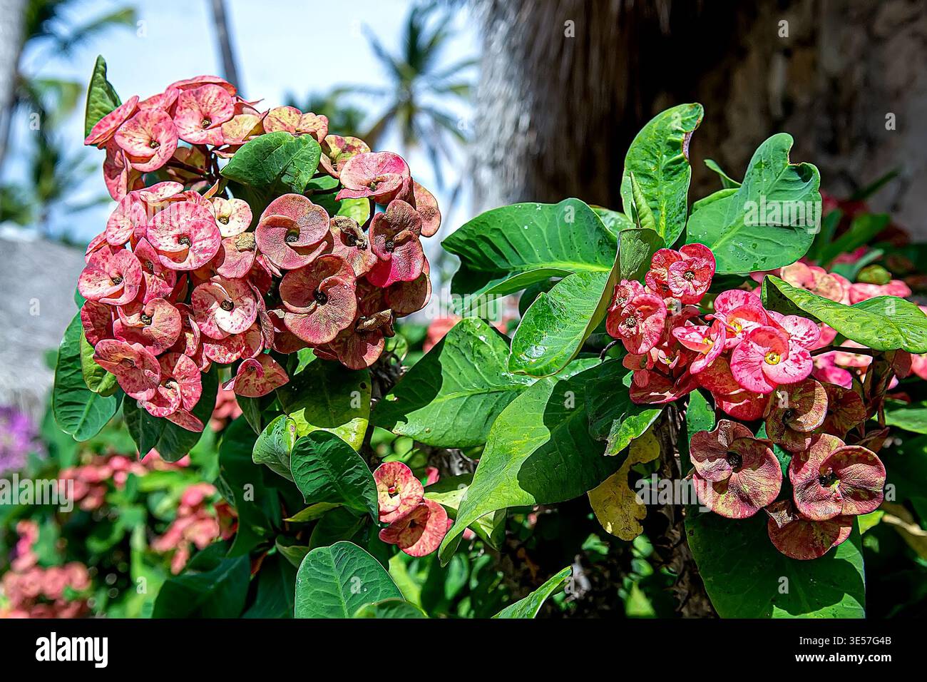Euphorbia milii white hi-res stock photography and images - Alamy