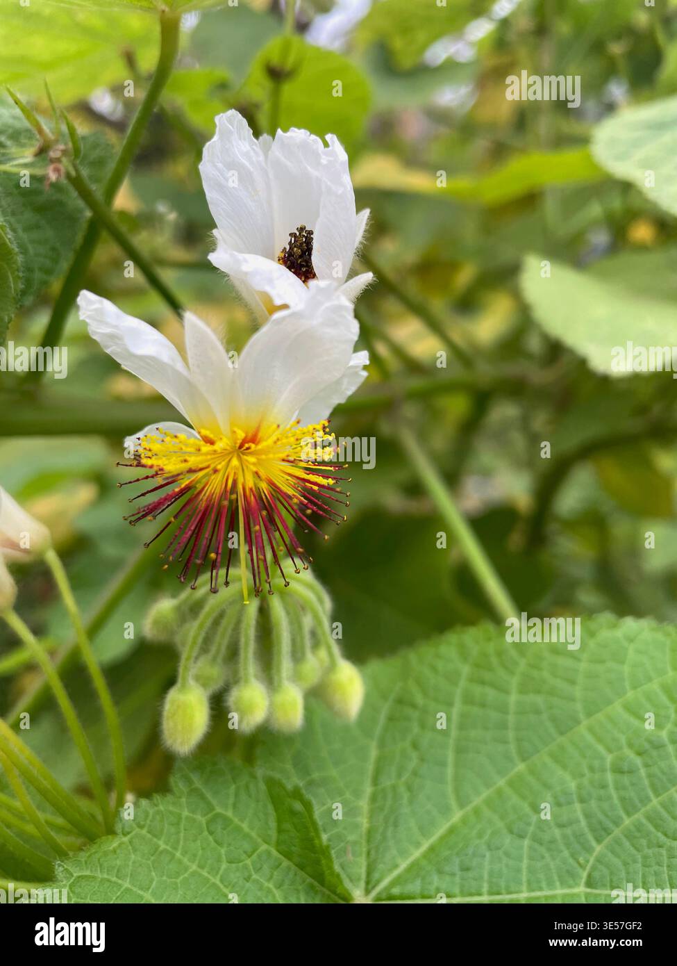 Close-up of an African Hemp (Sparrmannia africana) plant in bloom - Smartphone Captured Stock Image