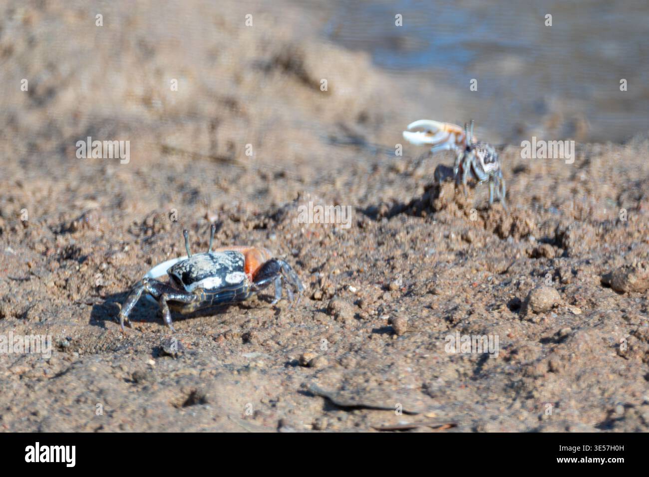Two male Inverted Fiddler Crabs (Cranuca inversa) interacting on intertidal flat, El Gouna, Egypt Stock Photo