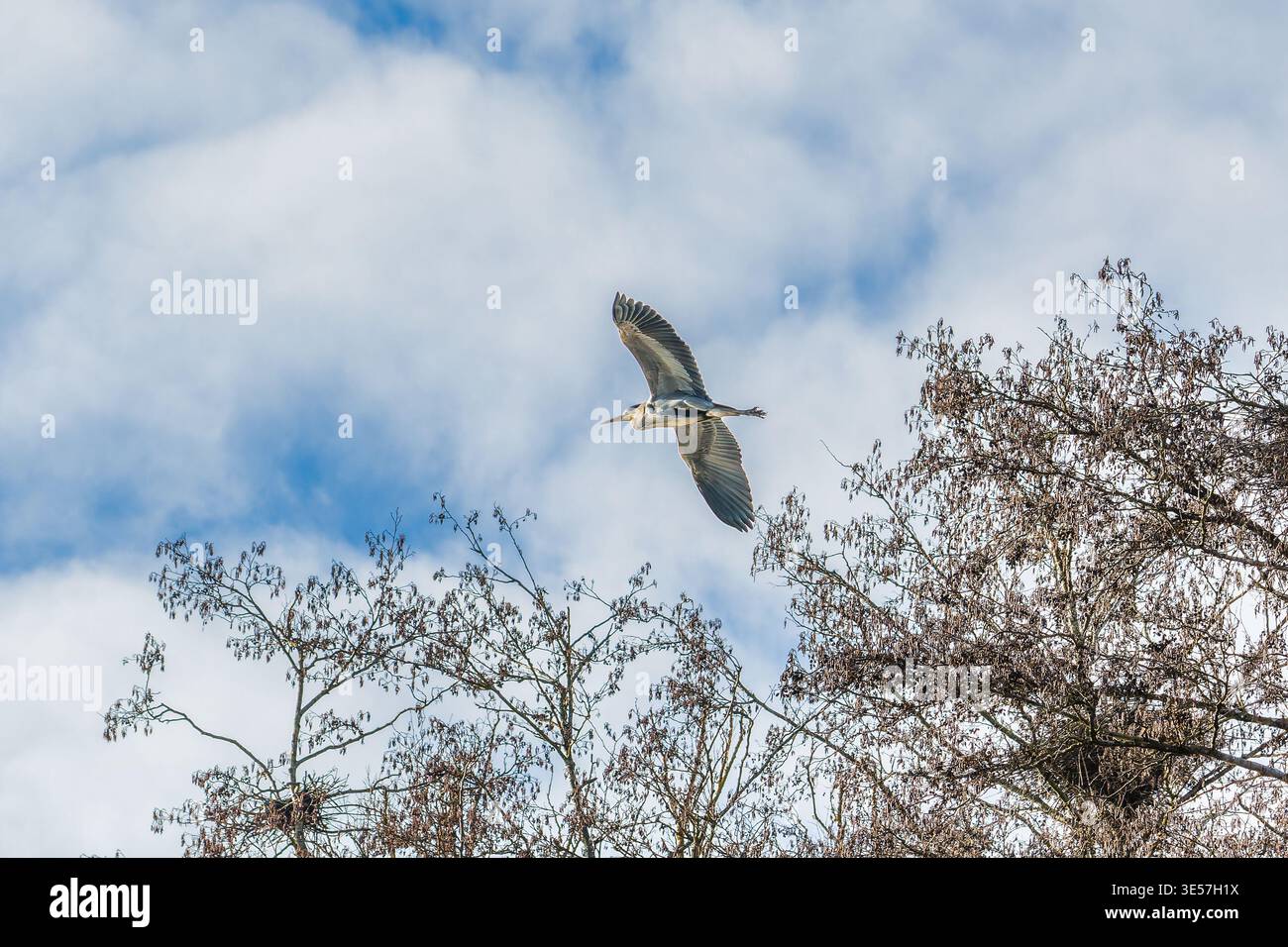 Grey heron flying above nesting tree against blue sky Stock Photo