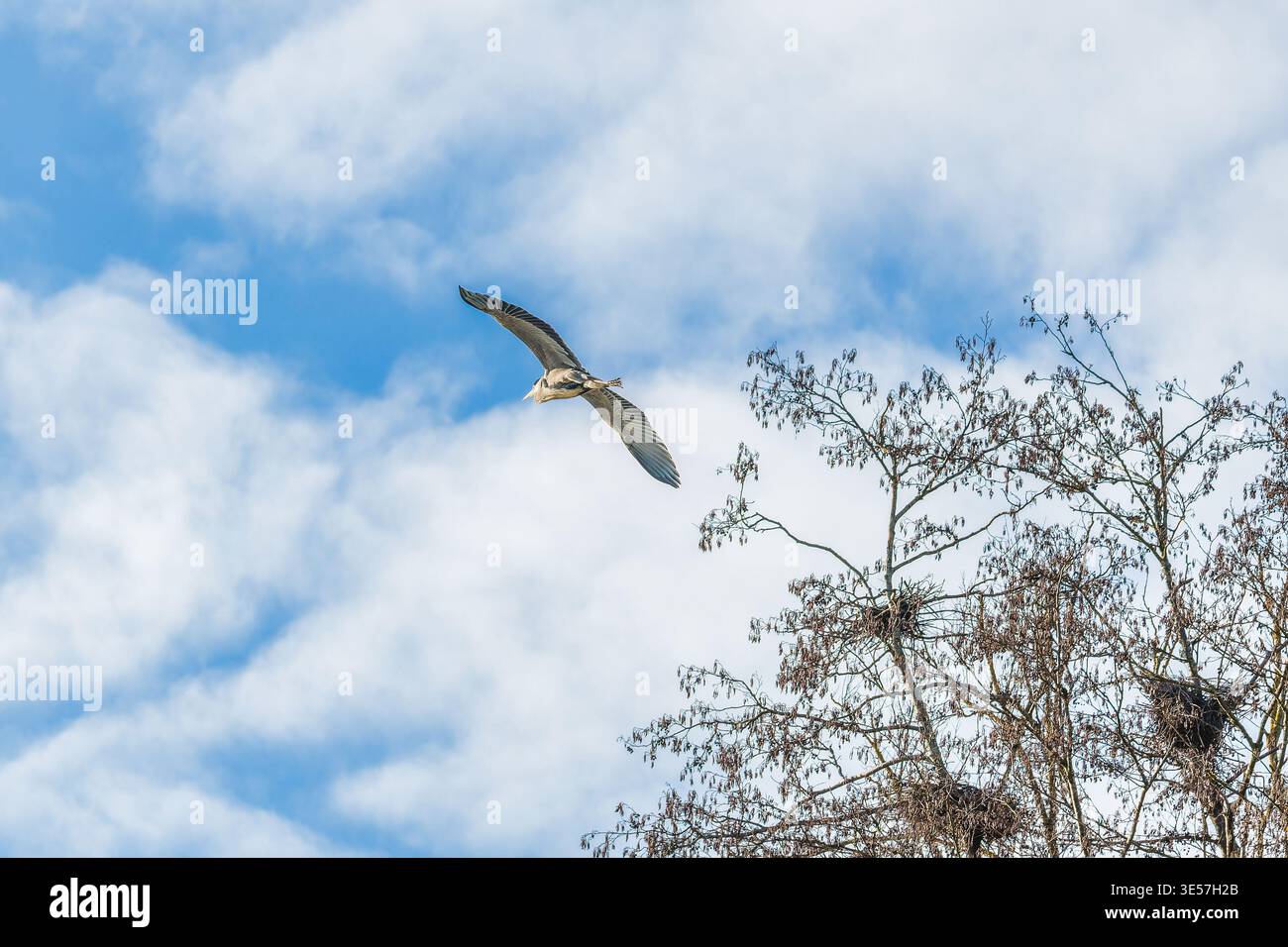 Grey heron flying above nesting tree against blue sky Stock Photo