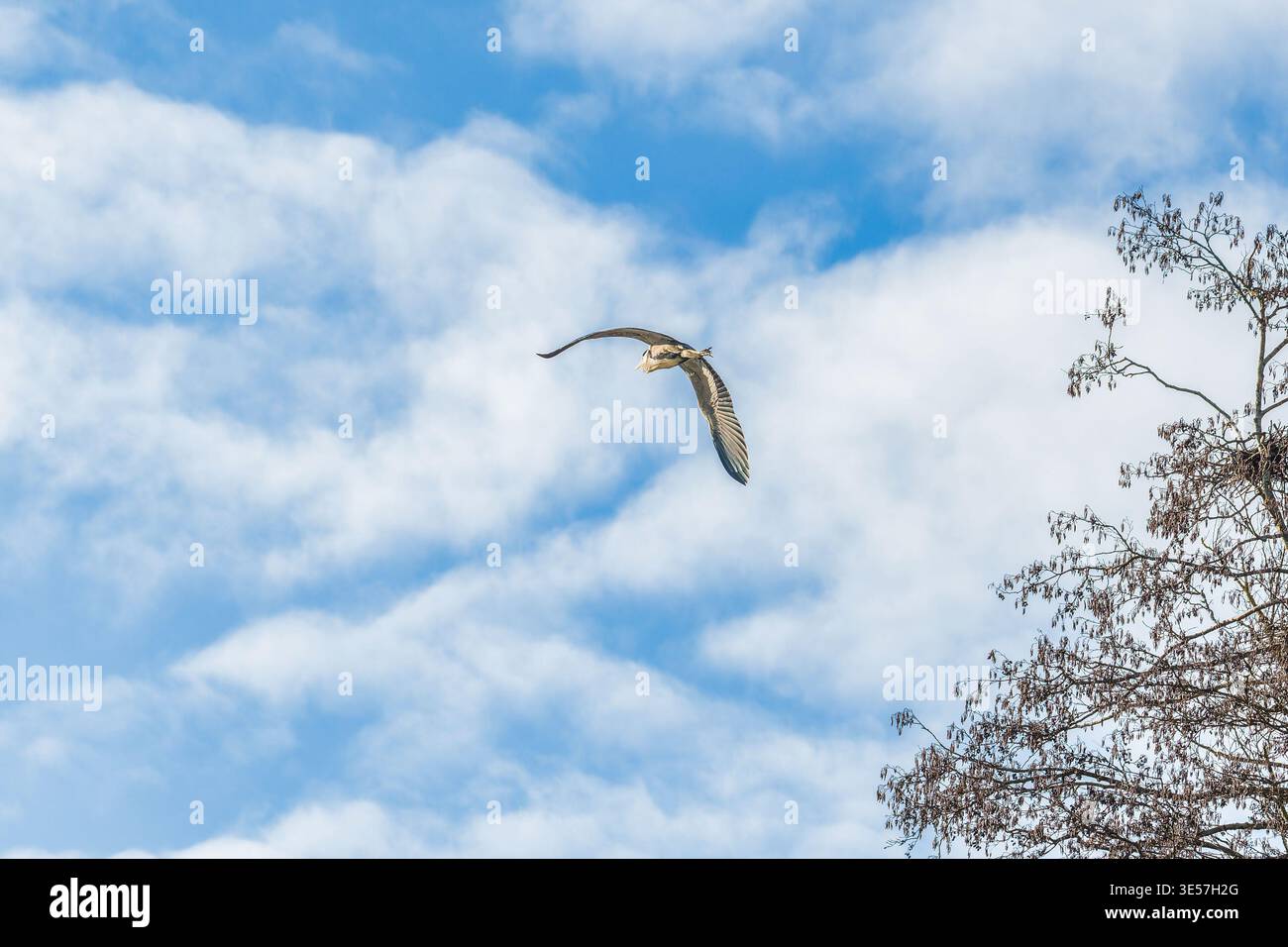 Grey heron flying above nesting tree against blue sky Stock Photo