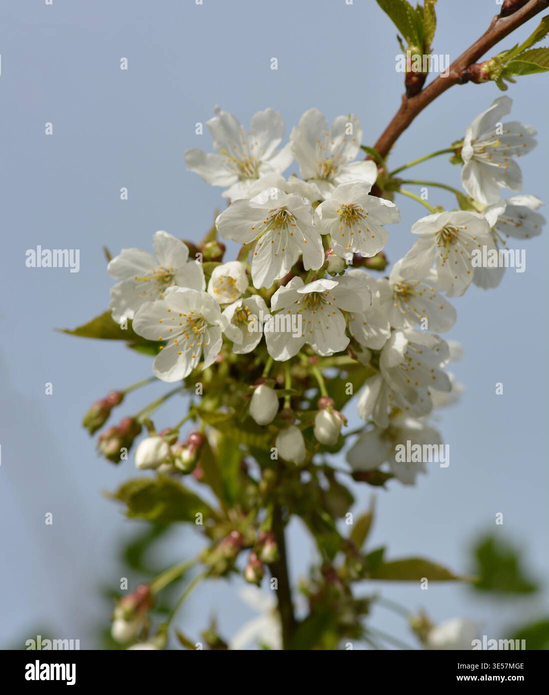 Wild Cherry Blossom Stock Photo