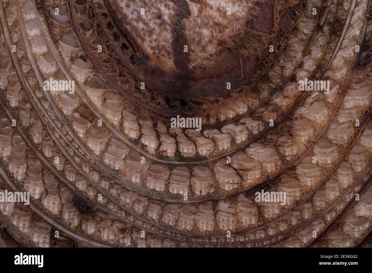 Cross section of banana palm trunk showing organic texture and fibrous ...