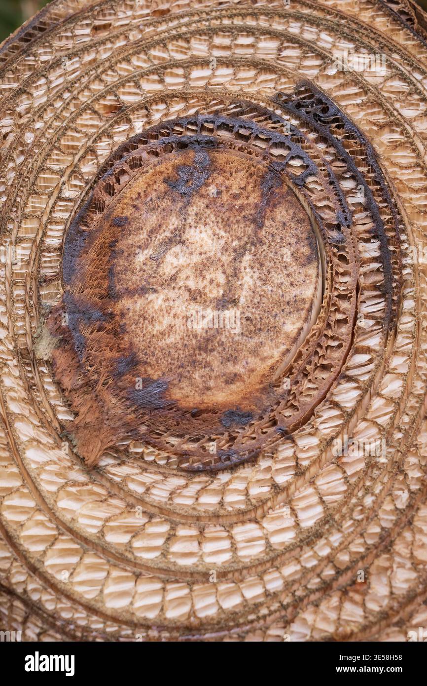 Cross section of banana palm trunk showing organic texture and fibrous ...
