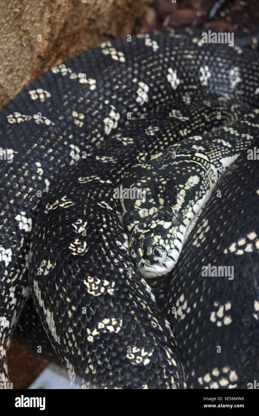 Diamond python (Morelia spilota spilota), diamond python, carpet python, in a zoo, Germany Stock Photo