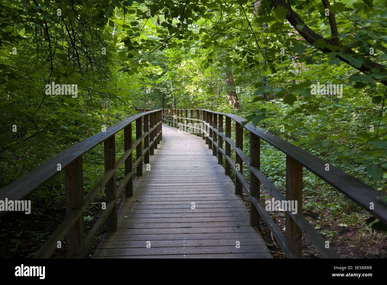Wooden path in the forest Stock Photo