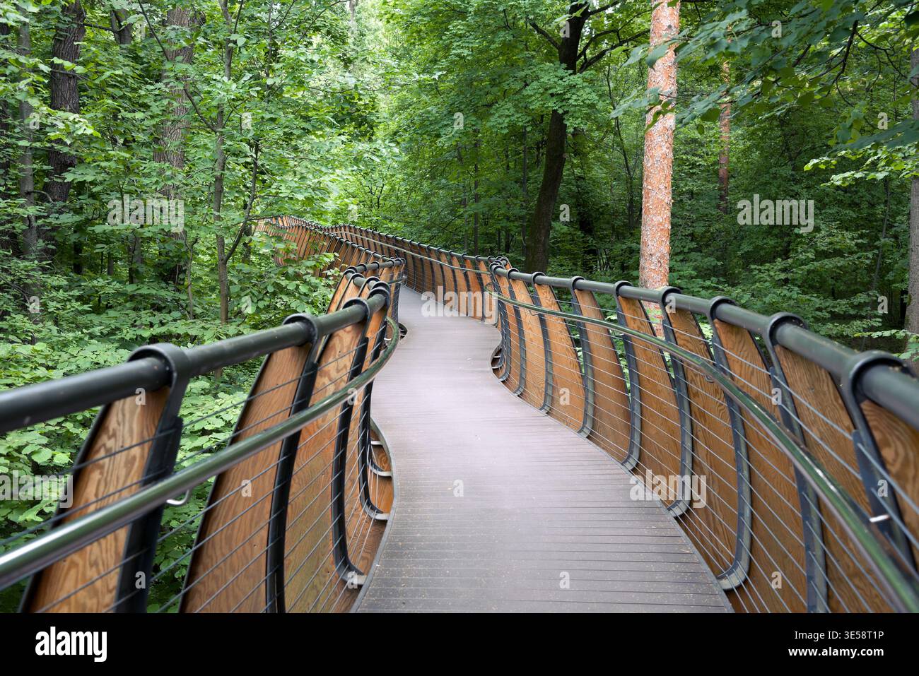 Wooden path in the forest Stock Photo