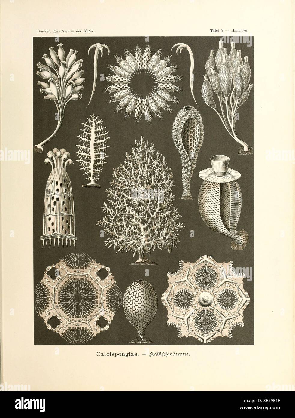 Illustration of Calcispongiae. The calcareous sponges or calcereans are ...