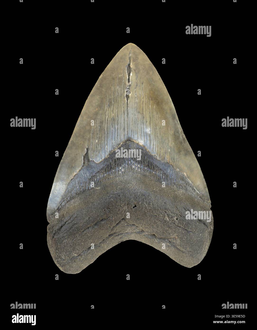 Triangular Fossils Fossil tooth of Carcharodon, a genus of lamniform sharks, is emblematic ...
