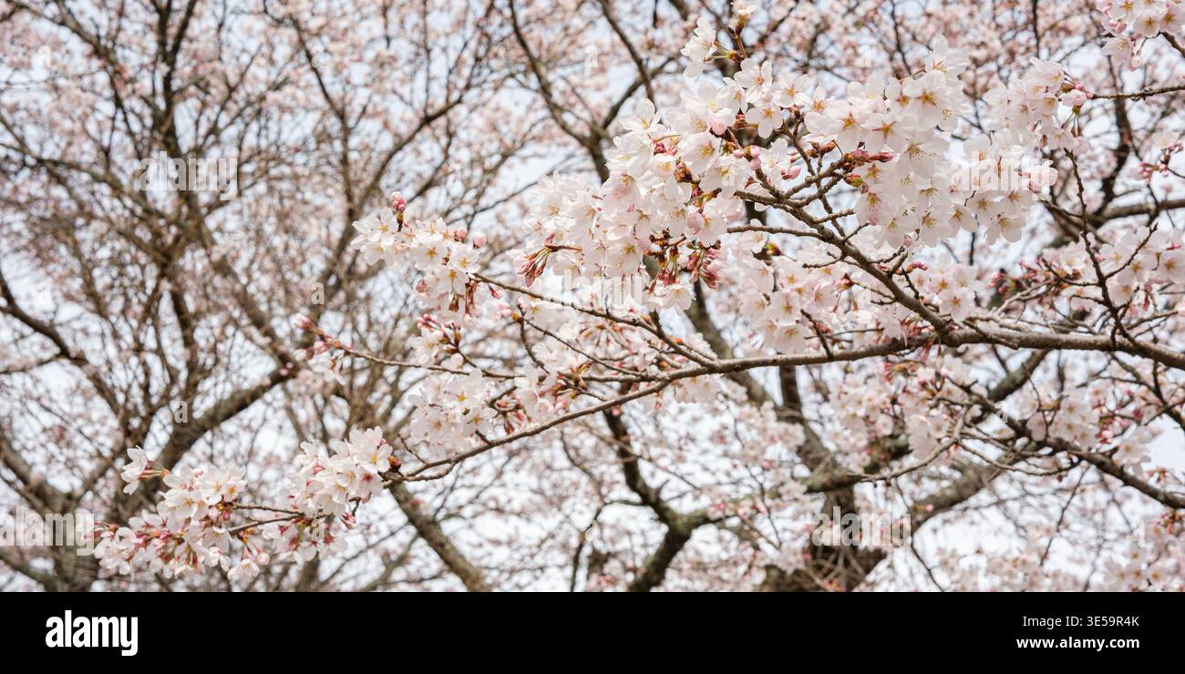 Yufu, Oita, Japan - March 30, 2026: Cherry blossom branches in bloom ...