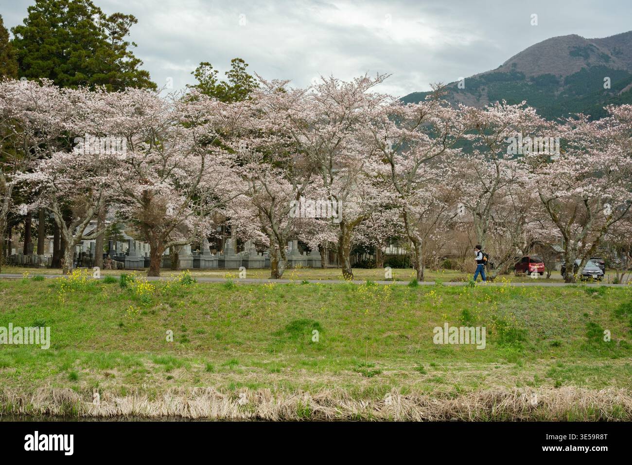 Yufu, Oita, Japan - March 30, 2026: Person walking along cherry blossom ...