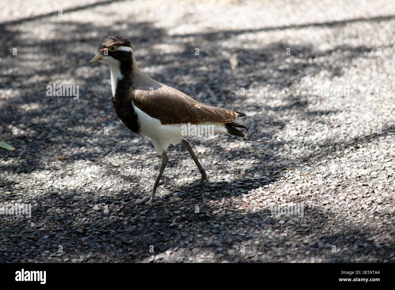 the lapwing has a black cap and broad white eye-stripe, with a yellow ...
