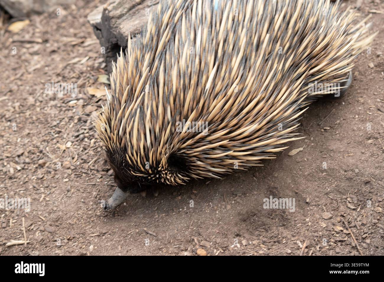The short nosed echidna has strong-clawed feet and spines on the upper ...