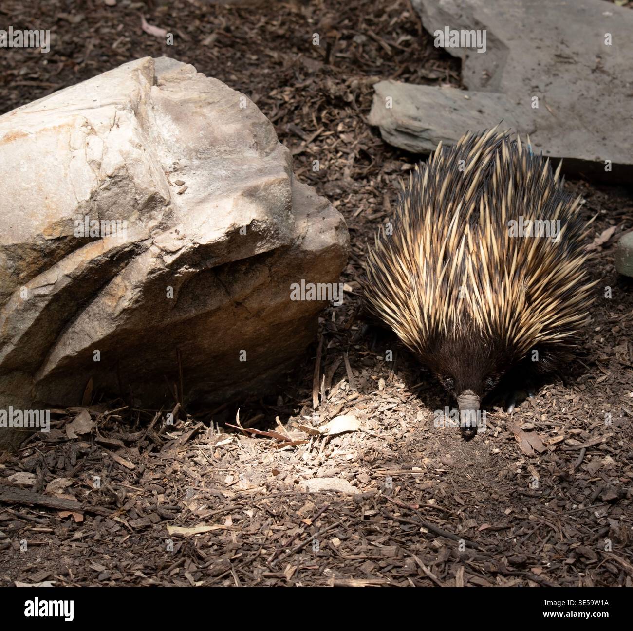 The short nosed echidna has strong-clawed feet and spines on the upper ...