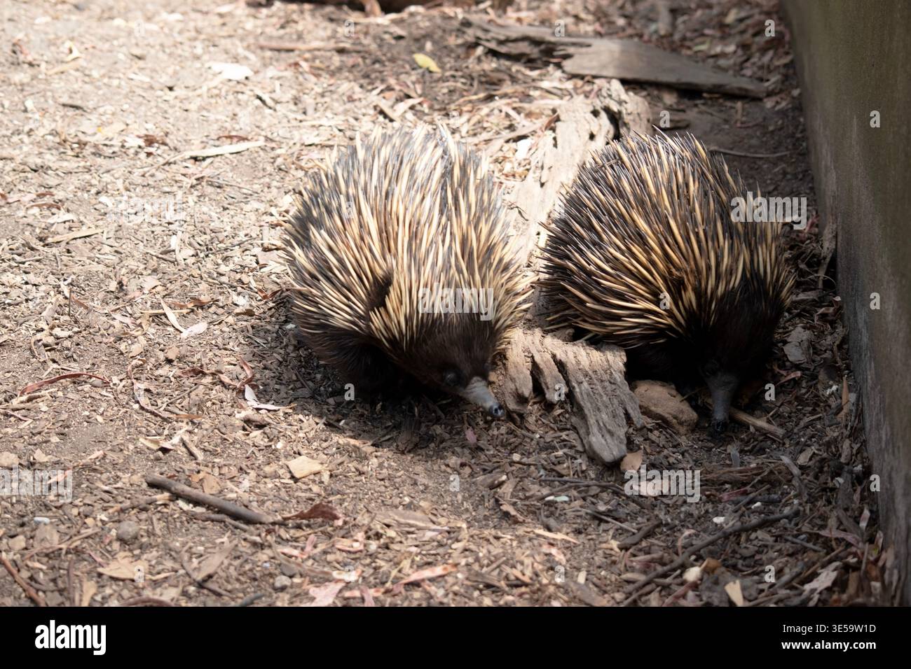 The short nosed echidna has strong-clawed feet and spines on the upper ...