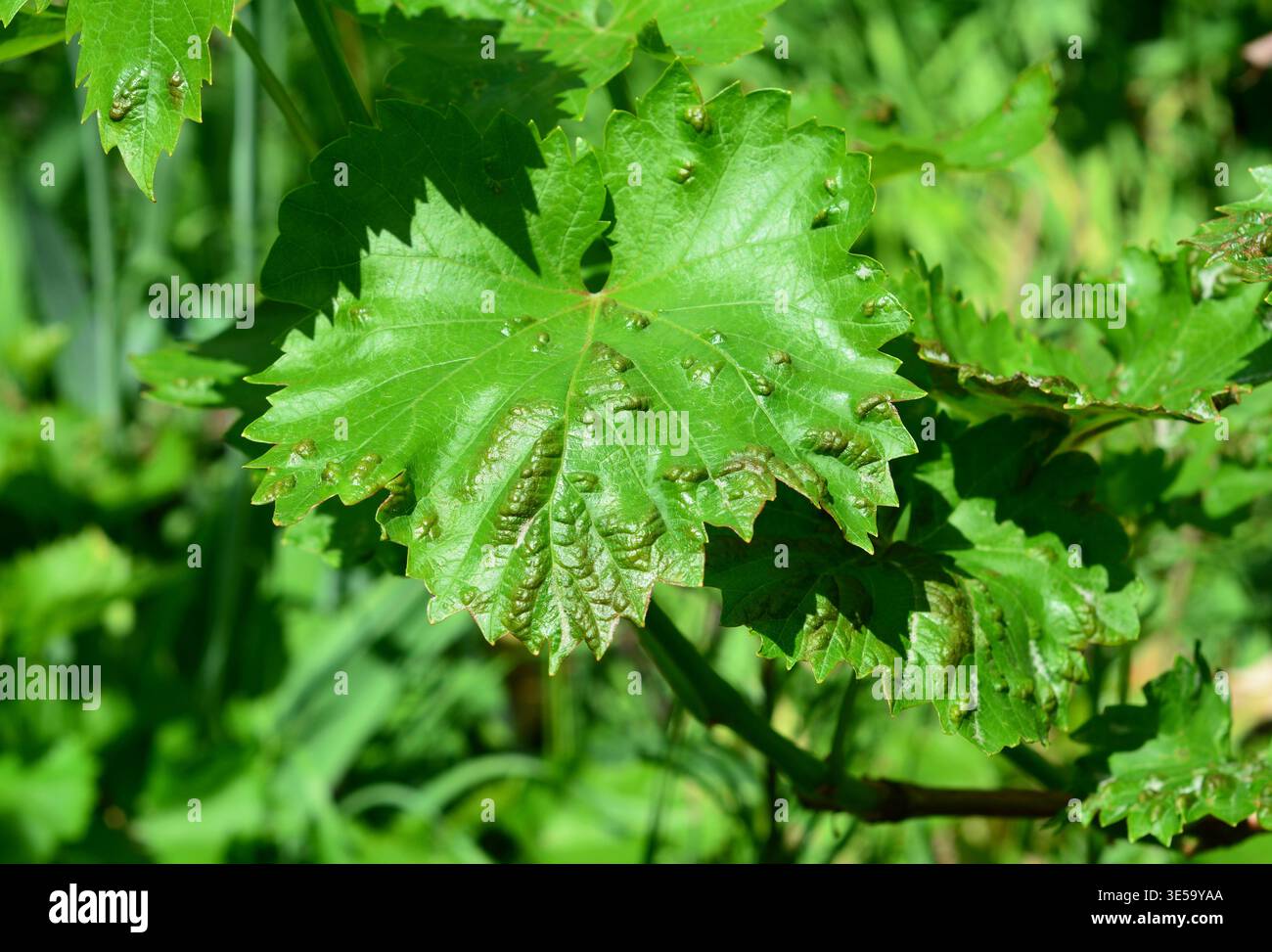 Grape Anthracnose Disease on Grapevine Leaf Close Up with Leaf Damage Stock Photo