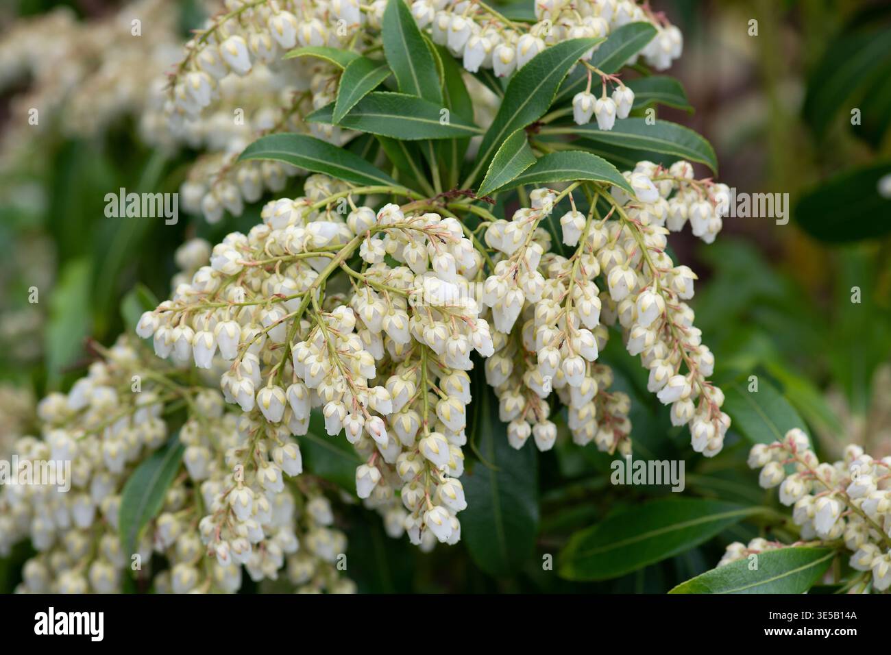 Pieris japonica, Japanese andromeda, flowering shrub, Spring, March ...