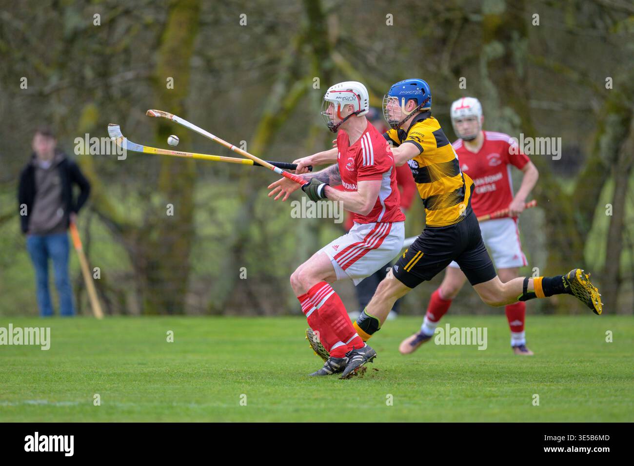 Action shot from the sport of shinty, played mainly in Scotland.  Col Glen v Kinlochshiel in the Mowi Premiership, played at The Clachan, Glendaruel. Stock Photo