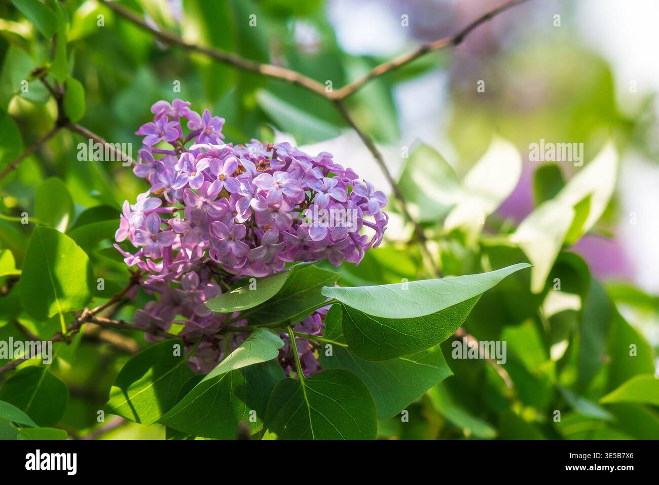 syringa vulgaris blossom in springtime. floral nature background of violet common lilac tree for easter holiday images. outdoor freshness concept on a Stock Photo
