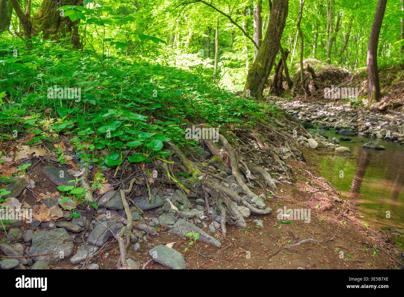 landscape with deciduous forest and a river. beautiful scenery in late springtime. image with shallow water stream in forest landscape. lush greenery Stock Photo